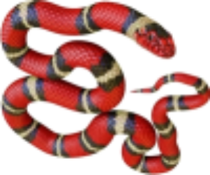 King Snake